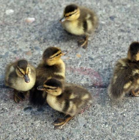 Keeping and breeding ducks at home