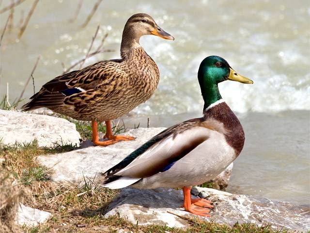 Keeping and breeding ducks at home