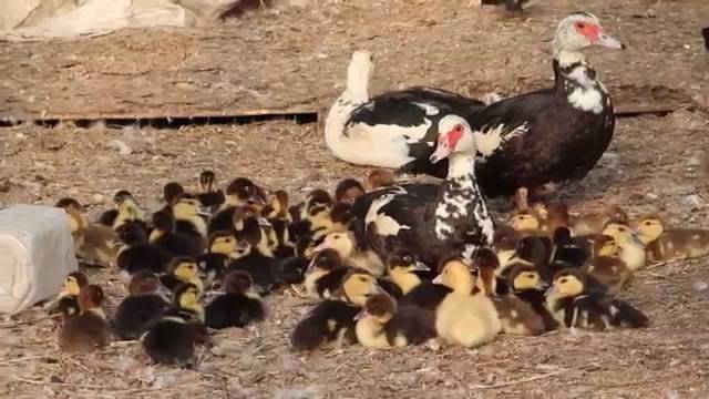 Keeping and breeding ducks at home