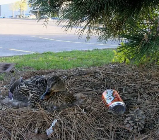 Keeping and breeding ducks at home