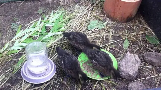 Keeping and breeding ducks at home