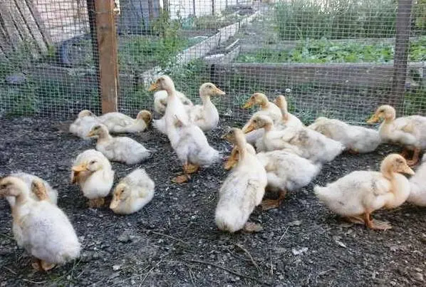 Keeping and breeding ducks at home