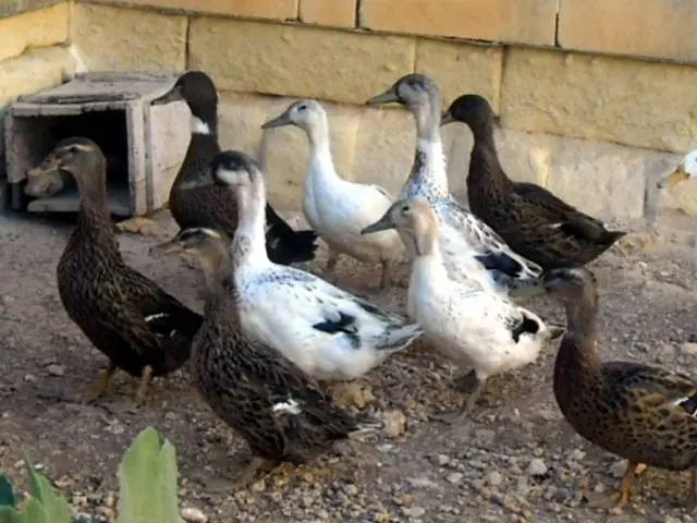 Keeping and breeding ducks at home