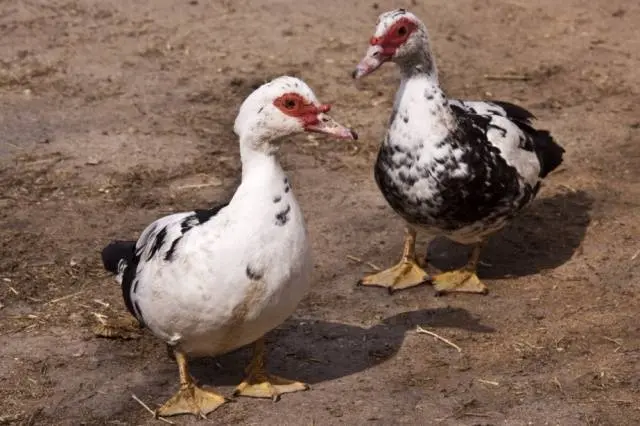 Keeping and breeding ducks at home