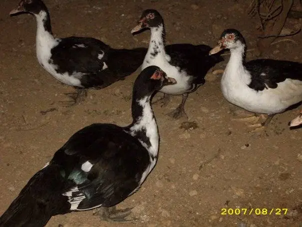 Keeping and breeding ducks at home