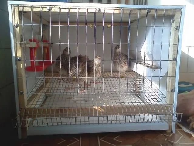 Keeping and breeding quails at home