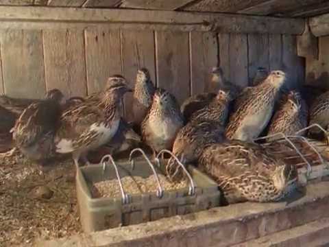 Keeping and breeding quails at home