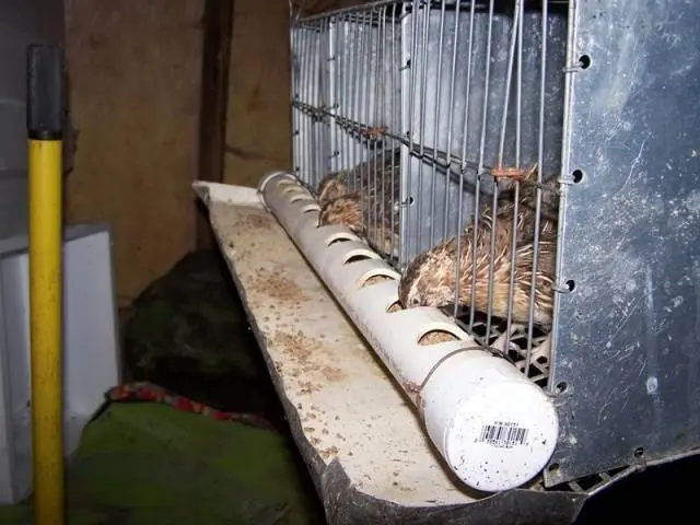 Keeping and breeding quails at home