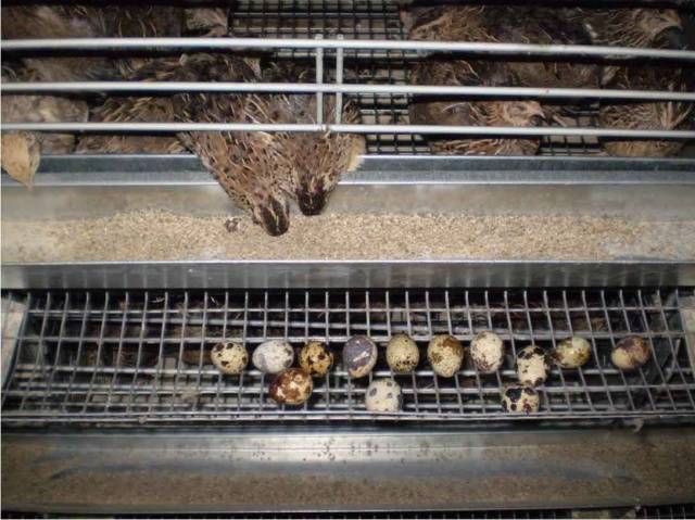 Keeping and breeding quails at home