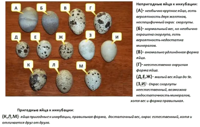 Keeping and breeding quails at home