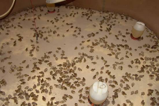 Keeping and breeding quails at home