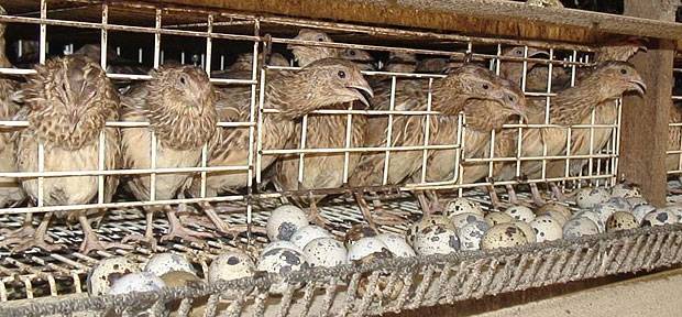 Keeping and breeding quails at home