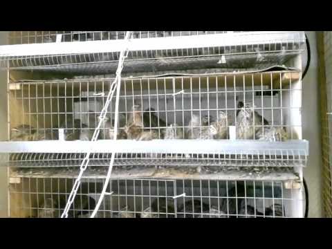 Keeping and breeding quails at home