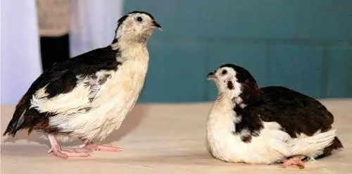 Keeping and breeding quails at home