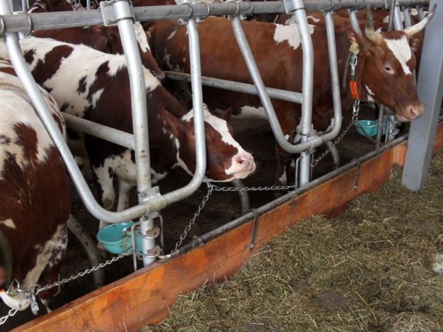 Keeping cattle in household plots