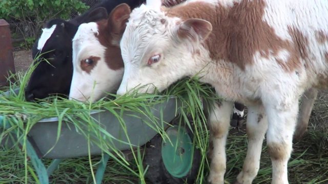 Keeping cattle in household plots