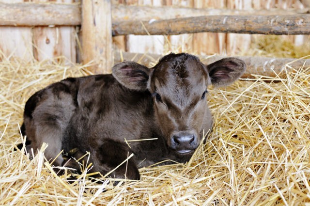 Keeping cattle in household plots