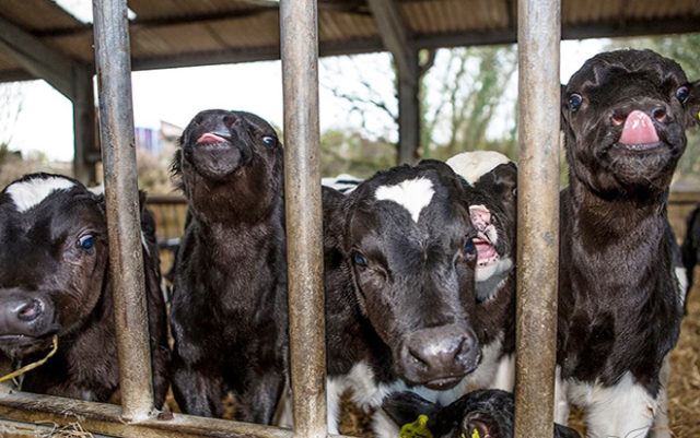 Keeping cattle in household plots