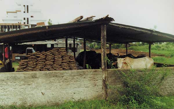 Keeping cattle in household plots