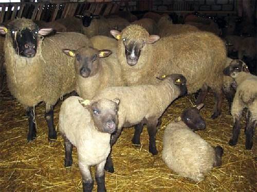 Keeping sheep at home for beginners 