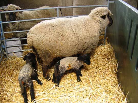 Keeping sheep at home for beginners 