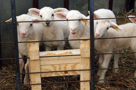 Keeping sheep at home for beginners 