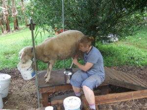 Keeping sheep at home for beginners 