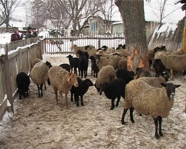 Keeping sheep at home for beginners 