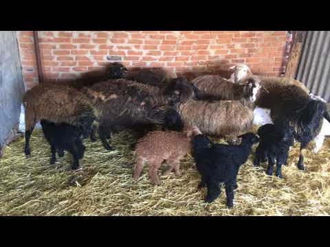 Keeping sheep at home for beginners 