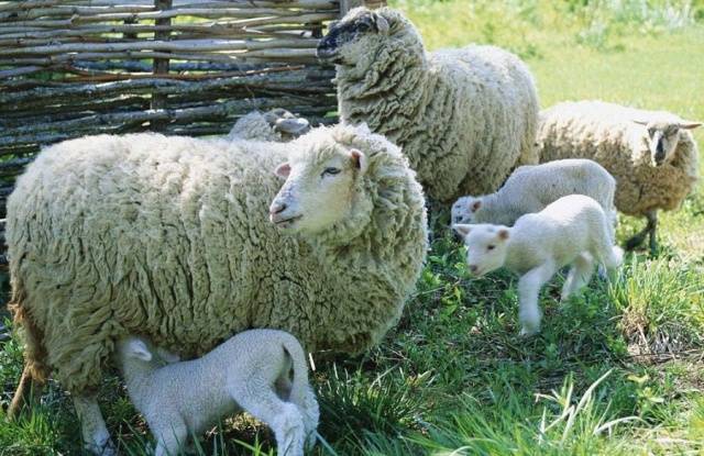 Keeping sheep at home for beginners 