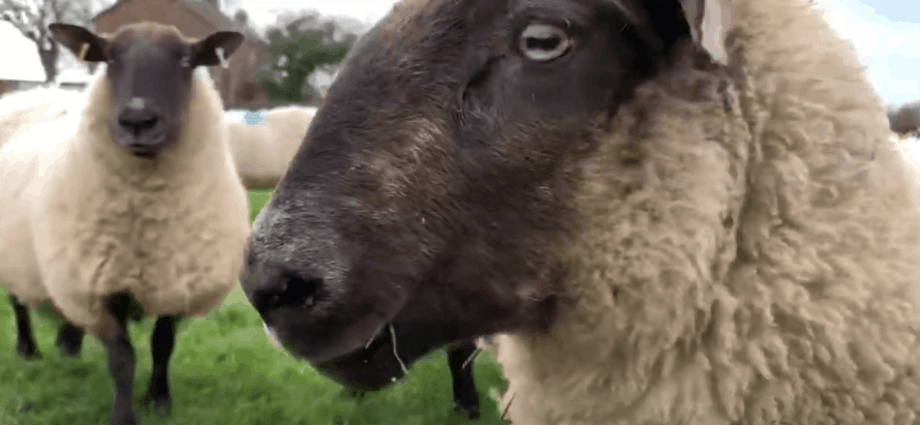 Keeping sheep at home for beginners 