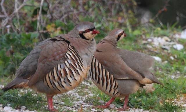 Keklik bird: care and breeding