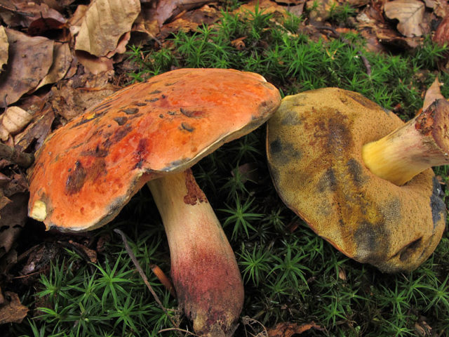 Kele oak tree: photo and description of the mushroom