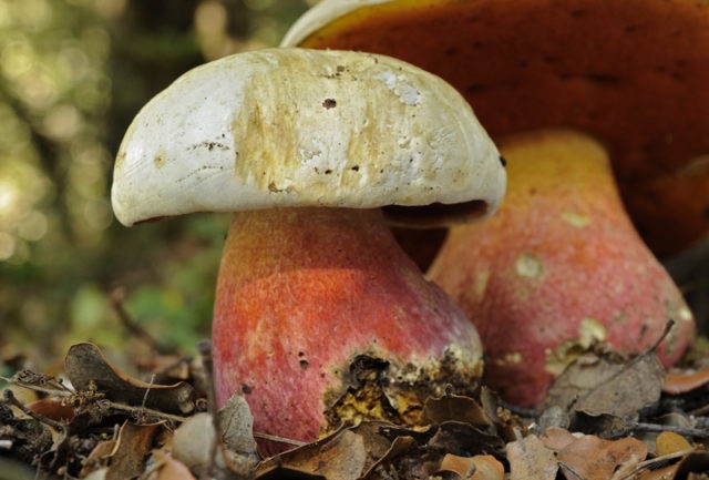 Kele oak tree: photo and description of the mushroom