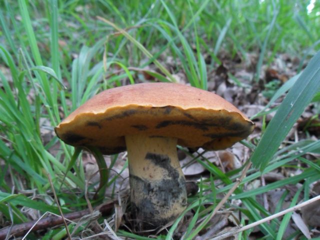 Kele oak tree: photo and description of the mushroom