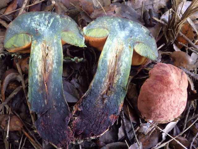 Kele oak tree: photo and description of the mushroom