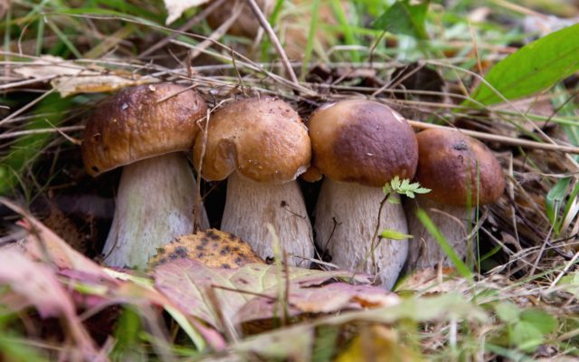 Kele oak tree: photo and description of the mushroom