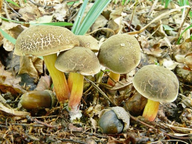 Kele oak tree: photo and description of the mushroom