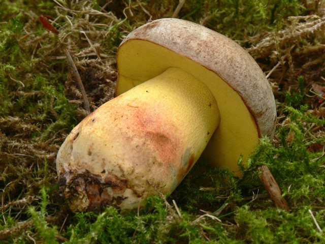 Kele oak tree: photo and description of the mushroom