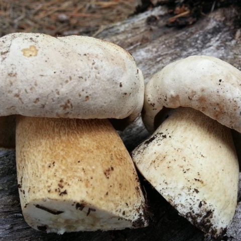 Kele oak tree: photo and description of the mushroom