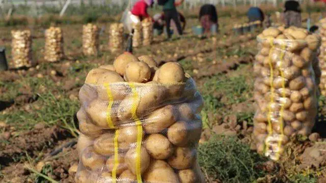 Kerbovka potatoes: what is it, how to properly cut