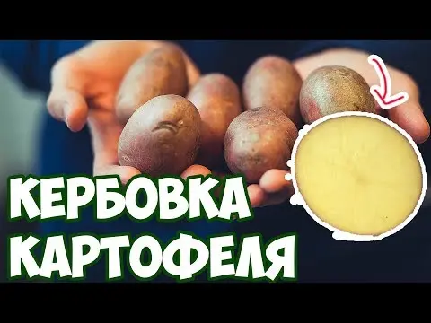 Kerbovka potatoes: what is it, how to properly cut