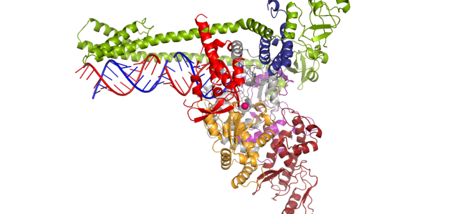 Kernels and Coronavirus &#8211; Is There a Link? Where does the coronavirus multiply?