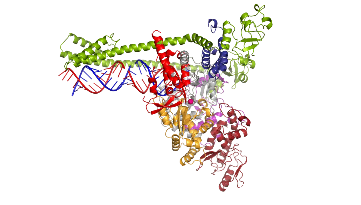 Kernels and Coronavirus &#8211; Is There a Link? Where does the coronavirus multiply?