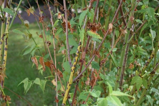 Kerria Japanese Pleniflora: planting and care, photo, winter hardiness