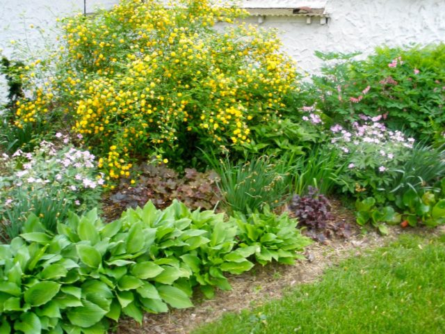 Kerria Japanese Pleniflora: planting and care, photo, winter hardiness