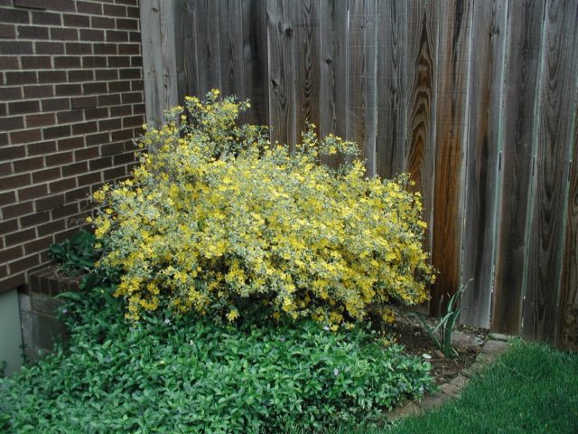 Kerria Japanese Pleniflora: planting and care, photo, winter hardiness