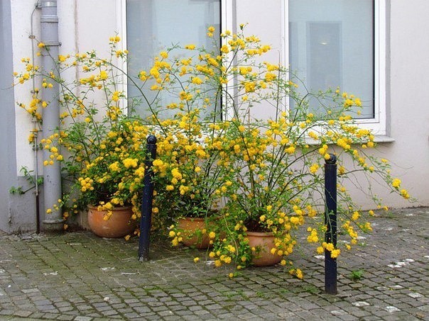 Kerria Japanese Pleniflora: planting and care, photo, winter hardiness