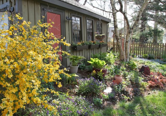 Kerria Japanese Pleniflora: planting and care, photo, winter hardiness