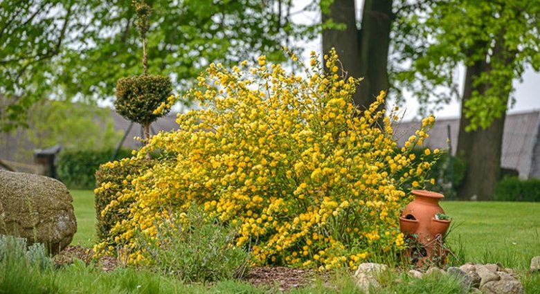 Kerria Japanese Pleniflora: planting and care, photo, winter hardiness